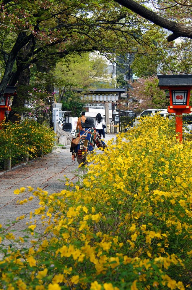 昨年父親が亡くなって半月くらいが経過した頃から、母親が毎晩亡霊を見て寝不足になる事が多くなってきたので、京都東山区弁天町にある悪縁切りで有名な、安井の金比羅さんへ出掛けてみることにしました。<br />場所は、東山エリアで有名なお寺、高台寺の真向かいです。<br /><br />南門の向い正面には、すきやきで有名な「かのこ」が、東大路通り口には、ジェレミーアンドジェマイマの綿菓子店（お店的には「綿あめ」だそうですが、敢えて綿菓子で）があります。<br /><br />かこの安井店：https://r.gnavi.co.jp/hhjd4euh0000/<br />ジェレミー＆ジェマイマ：http://www.jeremyjemimah.com/