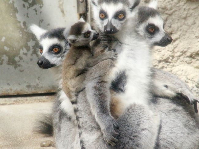 今回の大森山動物園では、レッサーパンダの次に、カピバラたちも楽しみでした！<br />前回2016年11月に訪れたときは、まだ生後たった１～２週間の手のひらサイズの赤ちゃんが６匹もいました！<br /><br />※手のひらサイズの赤ちゃんカピバラ６頭の写真のある前回の旅行記（2016年11月３日（文化の日））<br />「秋雨と強風の文化の日に秋田の大森山動物園にレッサーパンダの赤ちゃんに会いたくて再訪（２）２大ミッションのレッサーパンダとカピバラの赤ちゃん！～リンゴを食べるケンシンくんとゆりちゃんが見られたし、月齢１ヶ月未満のミニチュア・カピバラ６頭わらわり＆コモンマーモセットの赤ちゃん」<br />http://4travel.jp/travelogue/11191195<br /><br />カピバラはネズミの仲間なので、成長が早いですが、まだ生後半年足らずなら、可愛い子カピバラです。<br />その頃のカピバラっ子たちもやんちゃ盛り。<br />大人たちに混じり、大人たちに負けずに、小さいながらもけっこうマイペースにやりたいことをやり放題なところが面白くて、いつまで見ていても飽きないくらいでした。<br /><br />それに、大森山動物園では、春でもまだ、カピバラ温泉をやっていて、それも楽しみでした。<br />春でもまだ、というより、鳥インフルエンザの試練があった大森山動物園を励ますために、支援企業が新しく寄贈したものでした。<br /><br />成長したやんちゃ盛りのレッサーパンダの子どもたちに再会したくて、５ヶ月ぶりに訪れた今回の大森山動物園。<br />子どもたちが屋外展示場で見やすく、写真が撮りやすいところにいて、２度のまんまタイムでも母子が主役でしたから、前回よりも短い時間でたくさん見学・撮影ができました。<br />それに、前回訪問時と違って雨にはほとんど降られずにすんだので、園内も移動しやすかったです。<br />おかげで、レッサーパンダ以外の動物たちの写真も思ったより撮る機会がありました。<br />その写真は２つの旅行記に分けましたが、シリーズ最後のこの旅行記では、カピバラをはじめ、赤ちゃんがいたワオギツネザル、新しく来園したコツメカワウソ、なかよしコーナーの動物たち、フンボルトペンギン、ホンドテンやタヌキといった中型・小型の面白系・癒し系の動物たちでまとめました。<br /><br />前回、笑えるくらい可愛かった中型・小型動物のうち、今回はフンボルトペンギンのまんまタイムは見学できず、ガラスをかりかりやっていて可愛かったピーバーはタイミングが悪くて会えませんでした。<br />なかよしコーナーのフクロウのフクちゃんも、前回はトレーニング中だったので、大きなビー玉のような目がこぼれんばかりに見開かれていて、とーっても可愛らしかったですが、今回はかろうじてうっすら開かれた目が、眠そうで目つきが悪かったです（苦笑）。<br />前回はコモンマーモセットに赤ちゃんが生まれたのでけっこう夢中になりましたが、今回は寝ていて、目は小型サルたちは見学する時間がありませんでした。<br /><br />※目を見開いたフクロウのフクちゃんの写真のある前回の旅行記（2016年11月３日（文化の日））<br />「秋雨と強風の文化の日に秋田の大森山動物園にレッサーパンダの赤ちゃんに会いたくて再訪（３）猛獣から小型動物まで豊富なラインナップ！～ペンギンのもぐもぐタイム・ホンドフクロウとあしかのトレーニングも見学」<br />http://4travel.jp/travelogue/11191198<br /><br />でも、代わりに今回は、新しく来園してきたコツメカワウソのわらびちゃん、日向ぼっこのワオギツネザルたちがとっても可愛らしかったです！<br />わらびちゃんは動きもとても愛らしく、一人で過ごしていても楽しそう（？）で、見ているこちらも楽しくなりました。<br />そして、ワオギツネザルにも、赤ちゃんがいました。<br />ワオギツネザルの赤ちゃんを見るのは何度目かですが、何度見ても可愛らしいです。<br />周りの子たちが赤ちゃんに興味津々な様子も、見ていて面白かったです。<br /><br />小型動物は、えてして動きが激しいので、目で捉えるのも大変なことも多く、そうなれば撮影はとても無理です。<br />初回訪問時2016年に大森山動物園の写真集とポストカードで可愛らしくて気に入ったホンドテンは、初回時はラッキーなことに写真が撮れました。<br /><br />※ホンドテンの写真が撮れた初回訪問時の旅行記（2016年３月20日）<br />「東北レッサーパンダおっかけ＆温泉旅行＜秋田編＞（２）大森山動物園いろいろ＆ふれあい小径や本土の可愛い動物たち～可愛いホンドギツネとホンドテンにうるうる」<br />http://4travel.jp/travelogue/11116594<br /><br />今回は動物園内を２周したので、ホンドテンがいる郷土の動物コーナーは２度回れたのですが、２度目とも目にも止まらぬ速さで動き回っていました。<br />なので、今回撮影は無理だろうなと思っていたら、ホンドテンは不意に立ち止まり、ちょとだけ巣箱に入って顔を出したではないですか！<br />ほんとに１分程度のラッキーでした！<br />貴重なシャッターチャンスをとらえることができた喜びは、動物園撮影散策ならではの、ある意味、ギャンブル的な楽しさかもしれません。<br /><br />＜成長した子パンダに会いたくて、試練を乗り越えた大森山動物園５ヶ月ぶりの再訪の旅行記のシリーズ構成＞<br />□（１）自宅から片道約５時間かけて秋田入り＆再びドーミーインホテルに前泊＆駅弁グルメとおみやげ編～鳥インフルエンザの試練を乗り越えた森山動物園と園内動物アートめぐり<br />□（２）レッサーパンダ特集：双子の子パンダ・ケンタくんと小百合ちゃん元気一杯！～ユウタじいちゃんとゆりママの３世代展示＆毛並みが乱れてケモノのようだったケンシンくん<br />□（３）王者の森の猛獣たち＆大型動物編：アムールトラとオオカミのまんまタイム見学！～大森山動物園が繁殖に取り組む絶滅危惧種のイヌワシも忘れずに<br />■（４）癒やしの小型動物＆ふれあいコーナー編：大森山動物園応援企画のカピバラ湯っこ＆カワウソのわらびちゃん＆笑いを誘う日向ぼっこワオギツネザルに赤ちゃん仲間入り<br /><br />大森山動物園の公式サイト<br />http://www.city.akita.akita.jp/city/in/zoo/default.htm<br /><br />＜タイムメモ＞<br />【2017年４月８日（土）】<br />17:00頃　自宅を出る<br />18:13　大宮駅着<br />18:46　大宮駅発の新幹線こまち31号に乗車<br />22:07　秋田駅着（実際の到着は22:15頃）<br />22:30頃　こまちの湯ドーミーイン秋田ホテルにチェックイン<br />22:35-22:45　ホテル無料の夜鳴きそばの夜食<br />（提供時間は21:30-23:00なので部屋に入る前に）<br /><br />【2017年４月９日（日）】<br />06:45　起床<br />06:50-07:05　こまちの湯・朝風呂<br />07:40-08:00　ホテルのバイキング朝食<br />（満席だったので着席まで５分待ち）<br />08:15　チェックアウト<br />08:20頃　急ぎ足で秋田駅前バスターミナルに到着<br />08:25　秋田駅発のバスに乗車（500円）<br />09:01　大森山動物園に到着<br />（私１人しか乗客がいなかったので実際は08:58頃到着）<br />（開園は通常期の09:00）<br />09:00　大森山動物園に入園<br />09:10-09:30　レッサーパンダ<br />09:30-09:40　カピバラ<br />09:50-11:10　レッサーパンダ<br />（11:00-11:10　レッサーパンダのまんまタイム）<br />11:15-11:35　アムールトラのヒロシ<br />（11:20-11:30　アムールトラのまんまタイム）<br />11:35-11:40　ピューマ<br />11:40-12:00　シンリンオオカミのシンとジュディ<br />（11:45-11:55　シンリンオオカミのまんまタイム）<br />12:00-12:05　ライオン・猛禽類<br />12:10-12:45　休憩所で写真チェック＆森のこまちでランチ休憩<br />12:50-12:55　イヌワシ<br />12:55-13:00　キリンのカンタとリンリン<br />13:00-13:05　アジアゾウ<br />13:05-13:30　中型サル<br />（ワオギツネザルに赤ちゃん）<br />13:30-13:35　フタコブラクダとカラス<br />13:35-13:45　コツメカワウソのわらびちゃん<br />13:50-14:00　カピバラ湯っこ<br />（13:30開始で30分ほど）<br />14:00-15:30　レッサーパンダ<br />（14:15-14:25　レッサーパンダのまんまタイム）<br />15:30-15:35　ふれあいコーナー<br />15:35-15:40　フンボルトペンギン<br />15:40-15:45　ホンドテン・ホンドタヌキ<br />15:45-15:50　カリフォルニアアシカ<br />15:55-16:10　王者の森の猛獣たち＆展望台<br />（ライオン・ツキノワグマ・シンリンオオカミ）<br />16:15-16:30　屋内ゾウ～ぐるっと回って正門へ<br />16:30　動物園を出る（閉園は通常期の16:30）<br />16:30-16:35　ビジターセンターの売店物色（買い物はせず）<br />（ビジターセンターの軽食レストランと売店は17:00まで営業）<br />16:47　秋田駅行きの最終バスに乗車<br />17:24頃　秋田駅に到着（定刻）<br />17:30-17:55　駅ビルで秋田みやげと駅弁の買い物<br />18:16　秋田駅始発こまち36号に乗車<br />21:38　大宮駅着<br />22:30頃　帰宅<br /><br />※これまでの動物旅行記の目次を作成済。随時更新中。<br />「動物／動物園と水族館の旅行記～レッサーパンダ大好き～　目次」<br />http://4travel.jp/travelogue/10744070<br /><br />※そのうち、これまでの秋田・大森山の旅行記のURL集は、この旅行記シリーズの最初の旅行記「桜開花前の春の秋田レッサーパンダ遠征（１）自宅から片道約５時間かけて秋田入り＆再びドーミーインホテルに前泊＆駅弁グルメとおみやげ編～鳥インフルエンザの試練を乗り越えた森山動物園と園内動物アートめぐり」の末尾にまとめました。<br />http://4travel.jp/travelogue/11231961<br />