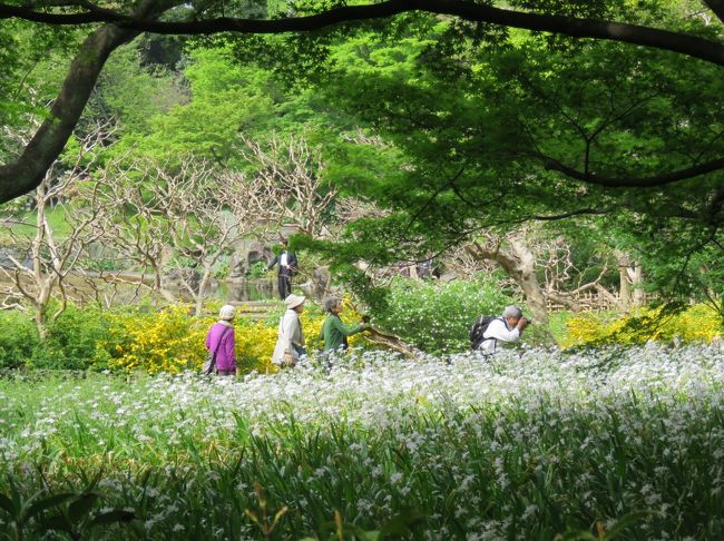 4月20日、午後2時前に久しぶりに新緑の東御苑を訪問した。　この日は最高気温は21℃くらいで非常に清々しく気持ちのいい一日であった。　このために久しぶりに見る東御苑は新緑で美しく、シャガの花の白色とクルメツツジのピンクや赤紫色、八重桜のカンザンのピンク色、アカボシシャクナゲの白色、ピンク色等がとても輝いて見られた。<br /><br /><br /><br />*写真はシャガの花が美しい二の丸庭園