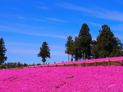 秩父の羊山公園2017年4月20日～芝桜を見てきました～