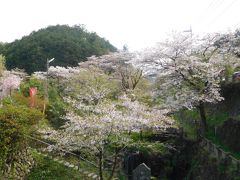 埼玉２０１７桜　【３】日高