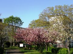 久喜市上内の自前の早朝ウォーキングコースで見られる自然の営みを・・・④八重桜・ハナミズキの開花と季節は進みます