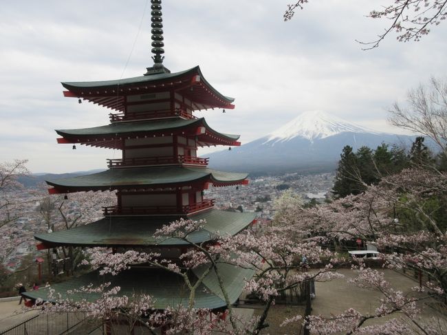 １０数年前、河口湖に出かけた晴れおじさん、あいにくの曇り空で霞んだ富士山しか見ることが出来ませんでした。最近、４トラベルで、下吉田駅の近くに桜と五重塔と富士山の３ショットを撮れるスポットがあると知って、リベンジに向かうことにしました。果たしてリベンジは叶うのか？