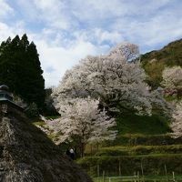 奈良の桜巡り　２０１７年　リベンジ！