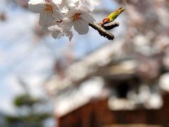 八幡桜だより～桜満開のさざなみ公園･府道の一本桜と安居橋編