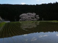 諸木野の桜、沸隆寺の千年桜、又兵衛桜と宇陀桜巡り～～：2017