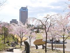 チャリで花見！群馬の県庁所在地 ＜ 前橋公園の桜 ＞