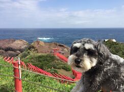 ワンコと車中泊！ぶらり中国ドライブ3日目～秋吉台・角島・下関