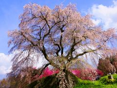 奈良の桜巡り　２０１７年