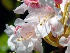 八幡桜だより～神應寺、桜は無けれど花々の一斉開花編