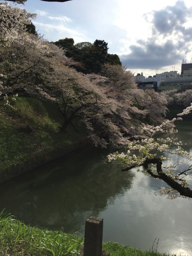 昨年は、ハンブルクでのお花見となりましたが、今年は千鳥ヶ淵へ、二度のお花見です。二度目は花筏見物のつもりが、咲き始めのさくらには気の毒な寒い日が続き、花筏ではなく満開のお花見となりました。<br />オマケの、ご近所のお花見も少しだけ。<br />近くの大学構内は、セキュリティが厳しくなり、散歩コースから外れましたが、桜のシーズンだけ、一部が解放されます。<br />久しぶりの桜見物でした。