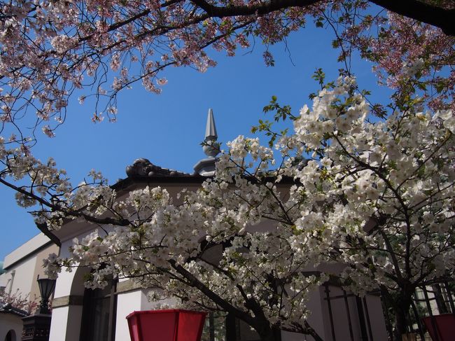 昨日は京都八幡の背割り堤で桜を楽しみ、今日は大阪の造幣局の通り抜けに向かいます。<br /><br />人混みが苦手なので、夜桜ならぬ朝桜を専門にしていますが、造幣局の通り抜けには時間は関係ありませんでした。<br /><br />桜も凄いが人も凄い。<br /><br />もっとも、一番驚いたのが屋台の数と種類。<br />夜はさぞかし凄いことになるんだろうなあ。