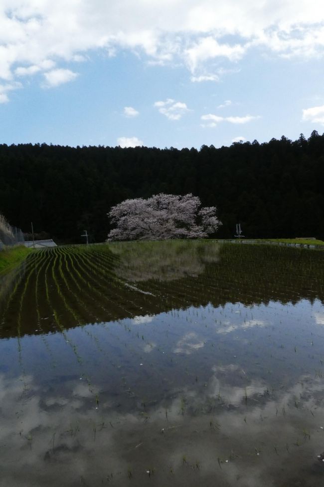 諸木野の桜、沸隆寺の千年桜、又兵衛桜と宇陀桜巡り～～：2017