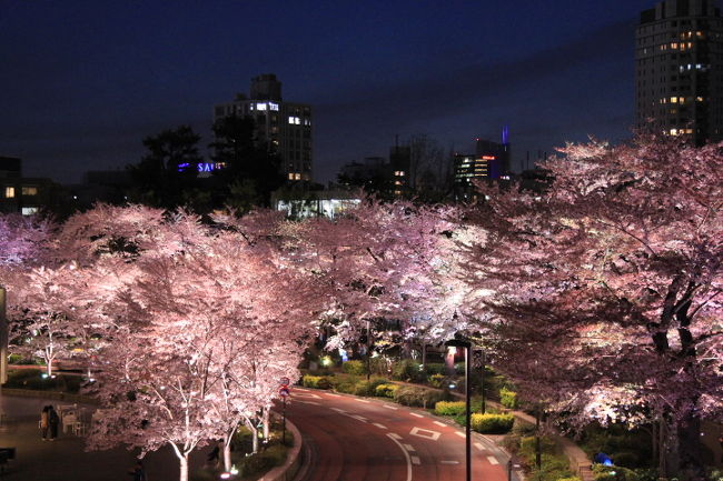 東京ミッドタウンのさくら通り、檜町公園、毛利庭園、さくら坂で夜桜見物。<br />表紙はさくら通りのライトアップ<br />