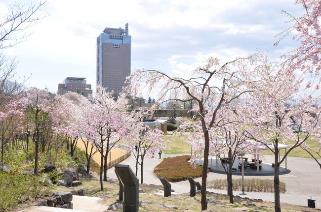 てるみくらぶに引っかかり、しばらく海外旅行はお預け（笑）<br /><br />天気はいいし奥様を誘ってチャリでお花見へ<br /><br />簡単なお弁当をもって片道15kmのサイクリングロードをゴー<br /><br />いい運動になるし、1円も出費はないし、いい花見でした。