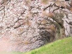 【カメラ旅】見ごろの桜をさがして～背割堤、本願寺、京都御苑、二条城～