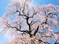 今日の天気予報は晴れ！　やっぱり　桜は青空に映えます