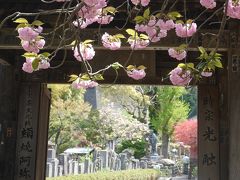 春の鎌倉①☆光触寺・明王院・浄妙寺・報国寺☆2017/04/20