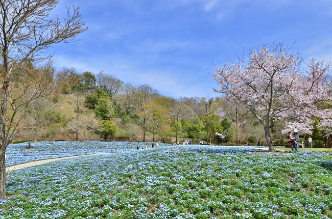 花フェスタ記念公園 春の無料感謝ｄａｙ 17 可児 岐阜県 の旅行記 ブログ By 風に吹かれて旅人さん フォートラベル