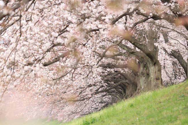 桜の写真を撮ると決めて京都へ。<br />見ごろには少し早いタイミングでしたが、この日に見ごろだという場所を調べて桜巡り。桜に集まるたくさんの鳥にも出会い、たくさんの写真を撮りました。<br /><br />背割堤、本満寺、京都御苑、二条城