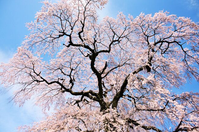 信州上田の桜を見に行こうと計画したのに、信州の桜はまだ つぼみ とのこと。<br />出発してからの情報で目的地が中央道から東北道に変更。<br />昨日は雨！雪も！4月 なのに　雪　でした。<br />今日は晴れ予想！<br /><br />南に下って飯田市まで行きましょう。<br />・・・・・・・・・・・・・・・・・・・・・・・・・・・・・・・・・・・・・・・・・・・・・・・・・・・・・・・・・・・・・・・・・・・・・・<br />飯田は<br />晴天<br />満開<br />でした。<br />＼(＾▽＾)／<br /><br />表紙写真は　麻績の里(おみのさと) 石塚桜<br /><br />