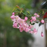 名残の桜と松尾芭蕉ゆかりの山中温泉