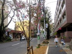 たまプラーザ駅前桜並木再生計画⑥　2017年春の開花状況