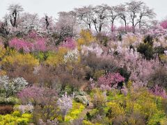 美しい彩りの花見山と東北新幹線車窓 2017（福島）