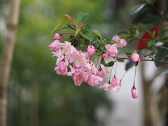 名残の桜と松尾芭蕉ゆかりの山中温泉