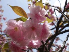 20170422-2 大阪 大阪城公園玉造口の八重桜