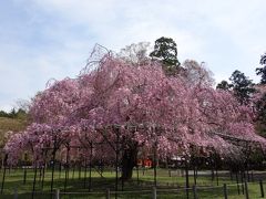 しだれ桜を心ゆくまで満喫・京都北山桜づくしの散歩記