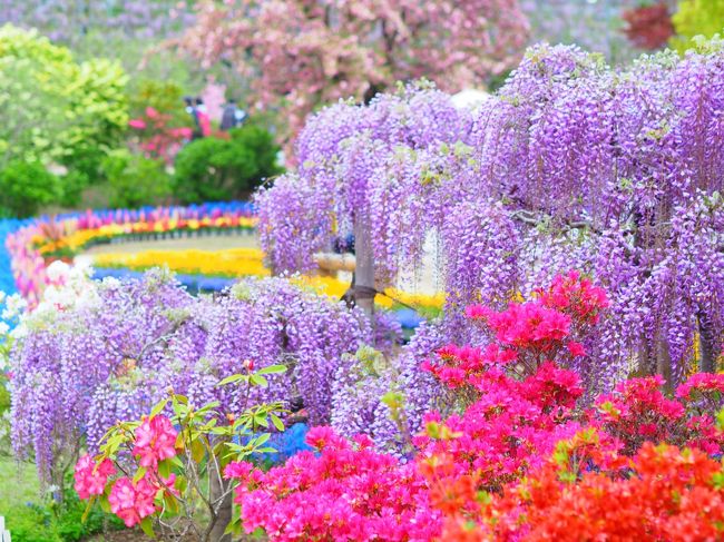 そこまで花に詳しくないけれど、バスツアーでたまたま寄ったあしかがフラワーパークはとても綺麗でした。<br /><br />公式ホームページでは、<br />確認で少しずつ色づき始めたとの記載がありました。<br />（4/22（日）現在）<br /><br />春とは言えまだまだ夕方は冷え込む栃木県。<br />羽織れるものを持って、<br />花に興味が無かった人も是非訪れてほしいなあと思っています。<br /><br />ちなみに、業界人からすると徹底しているなあと思う入場料の運用方法で、<br />時間帯（昼か夜のライトアップか）と、<br />花の先具合で金額が変わりますのでご注意を！<br /><br />