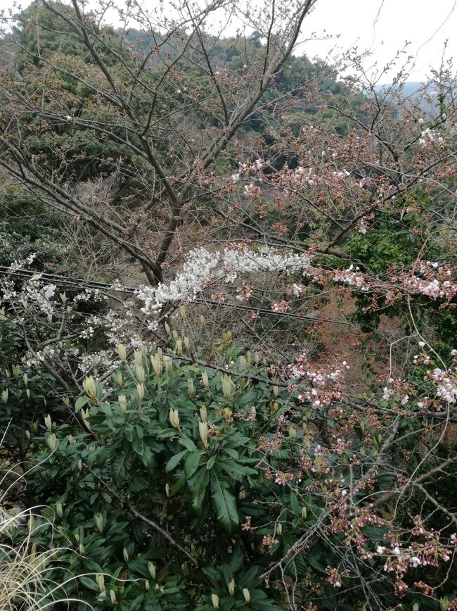 先月、ほぼ葉桜だった糸川桜まつり2017を反省して(笑)<br />http://4travel.jp/travelogue/11223823<br />2か月連続の熱海です、泊りはいつものアタミシーズンホテルです。 <br />と、と、ところが!<br />ソメイヨシノは、ようやくちらりほらり(^-^;<br />こっちは早過ぎた!!!がび~~ん<br /><br />高齢の両親、長男家族との4世代旅行vol.2です。<br />vol.1はhttp://4travel.jp/travelogue/11135308<br /><br />息子家族は1泊 両親と私は2泊の旅程です。<br /><br />実に何の代り映えもないチープな家族旅行です。<br />熱海ヘビーリピートと(しかもアタミシーズンホテルだけ)いうことで備忘録にしています。<br /><br />表紙の写真は熱海ロープーウエイ山頂のソメイヨシノ