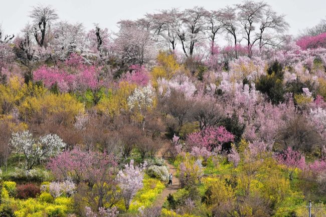 福島の花見山とその周辺の里山風景は、花木生産農家により美しい彩りの花木畑がつくられています。<br />写真家の秋山庄太郎氏が「福島に桃源郷あり」と称えて全国に紹介し、福島市が全国に誇る花の名所として知られるようになりました。<br /><br />東京の桜は終盤を迎え、これから桜前線が北上していきます。<br />４月中旬に東北新幹線に乗ると、車窓から里山に咲く桜の花を楽しむことができます。<br /><br />なお、旅行記は福島市観光コンベンション協会の「ふくしま花観光ガイドまっぷ」を参考にしました。<br />