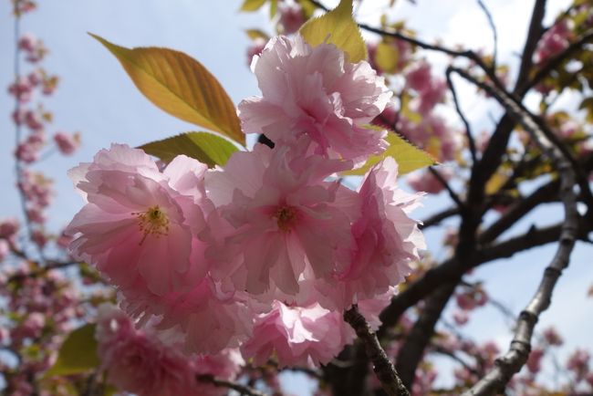 木津市場のあと、花見に行くと言ったら、ものすごく怪訝な顔されまして。当たり前ですね。<br /><br />んでも、お目当は、ソメイヨシノでは無く、八重桜ですから、開花の遅れてそうな今年は、ちょうどえぇ時期のはず。