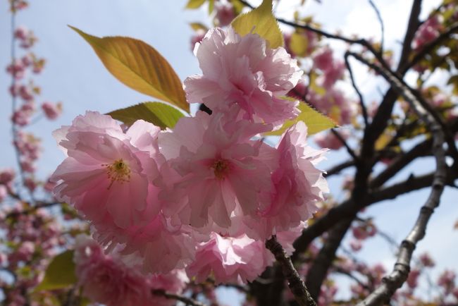 20170422-2 大阪 大阪城公園玉造口の八重桜