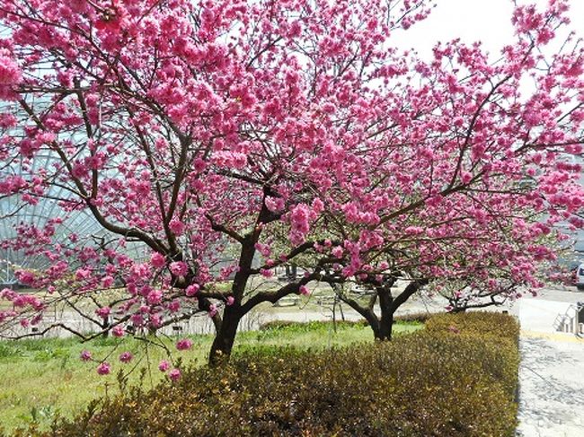 桃とすももとハナモモの花を満喫 勝沼 塩山 山梨県 の旅行記 ブログ By Harusanさん フォートラベル