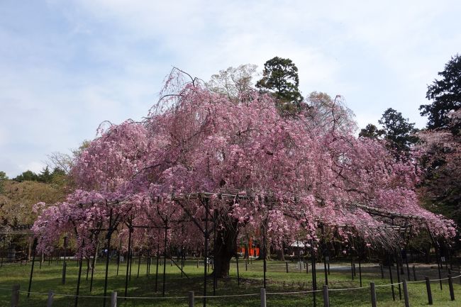 上賀茂神社のしだれ桜を観に行きたい！<br /><br />というごくシンプルな希望でいそいそと行ってまいりました。<br /><br />上賀茂神社、半木の道、京都府立植物園、と歩きましたが、<br />どこでもしだれ桜がうつくしく、たいへん満足しました！<br /><br />そんな、桜でいっぱいのお散歩記録をつれづれと書いていきたいと思います！