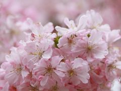 豊田市美術館の思川桜＆王滝渓谷の枝垂桜♪