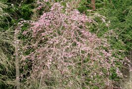 2017春、奈良県の桜(2/10)：高見の郷(2/3)：まだ蕾の枝垂れ桜、満開の連翹