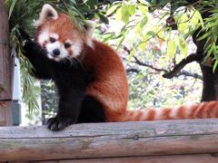 春のレッサーパンダ紀行【２】 福岡市動物園＆到津の森公園　マリモちゃんとノゾム君の同居の様子を拝見＠福岡　久々の笑笑ぼっちゃんに会いに＠到津