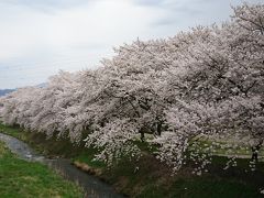 安曇野市　桜満開！