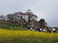 南東北バスツアー、三春滝桜は今年も残念でした。２か所目は白石川堤一目千本桜は満開。