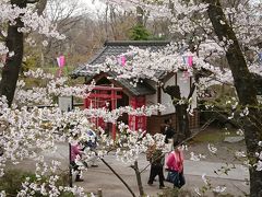 懐古園　小諸に来たらここしか無い！　桜の名所で桜ざんまい！