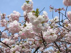 （大阪）吹田市・青山台　住宅地の道路脇に咲く八重桜。（2017）