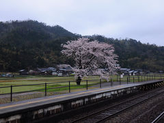 桜咲く天橋立へ【１】～竹野海岸で猫に会う～