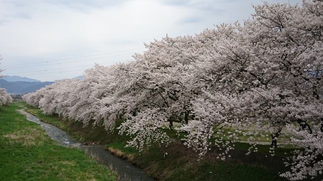 　長野へ出張で行ってきました。桜が満開なのでちょこちょこ車を止めながら仕事をしてきました。<br />安曇野市の三田工業団地そばの小さな川のほとりで、桜の絶景を見てきました。もちろん有名では無いので人はほとんどいませんでした。桜独り占めです。