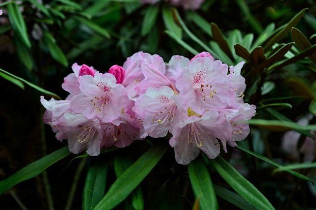 花の寺長安寺でチクシシャクナゲが見ごろを迎えています。