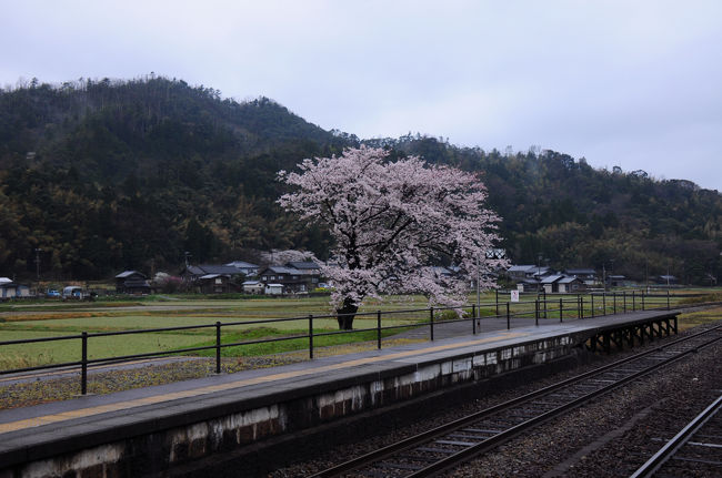 今年の桜旅は、久しぶりの天橋立にした。<br />このところ、東北が多かったので、たまには関西かなと。<br /><br />調べてみると、ちょっと時間的に急ぎ足になりそうなので、思い切って二泊することにした。<br />旅程的には、天橋立を二日目にした方が良さそうなので、もう一泊は近間で。<br />選んだのは休暇村竹野海岸。<br />ちょっと山陰海岸を見たい気分だったし、手軽に泊まれるからでもあったからだ。