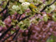 八幡桜風情９～大谷川上流･藤棚ロードのぼたん桜1